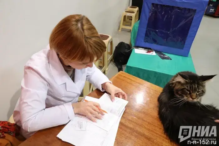 Veterinary drugs were sold without a license in two cities of Nizhny Novgorod.