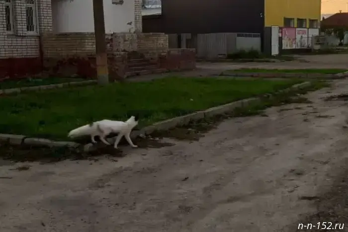 A rare white fox was spotted in Nizhny Novgorod Oblast.