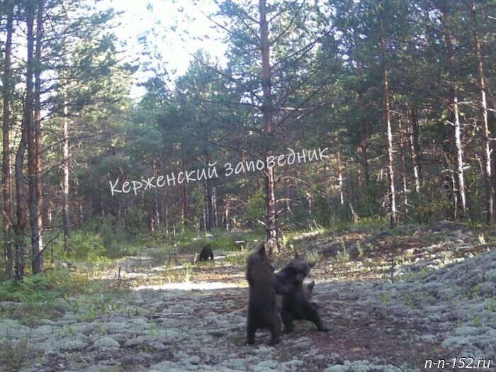 Медвежата создали бойцовский клуб в Керженском заповеднике (видео)