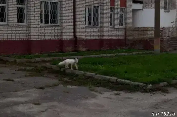 A rare white fox was spotted in Nizhny Novgorod Oblast.