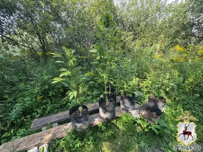 Almost 7,000 square meters of illegal drug crops were destroyed in Nizhny Novgorod Oblast.