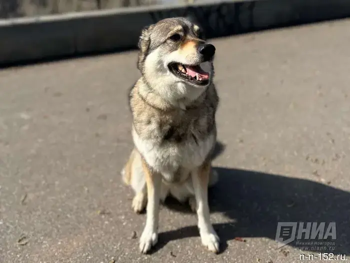 Сезон клещей в Нижнем Новгороде: рекомендации для владельцев собак