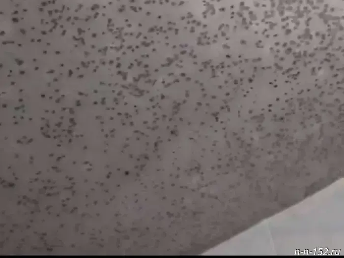 Nizhny Novgorod residents complained to Mizulina about mold in the NGATU dormitory.