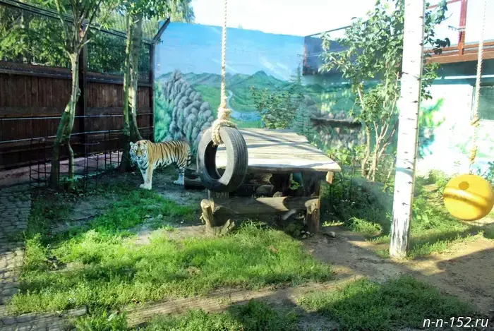 An Amur tiger is settling into a new enclosure at Nizhny Novgorod's "Limpopo".