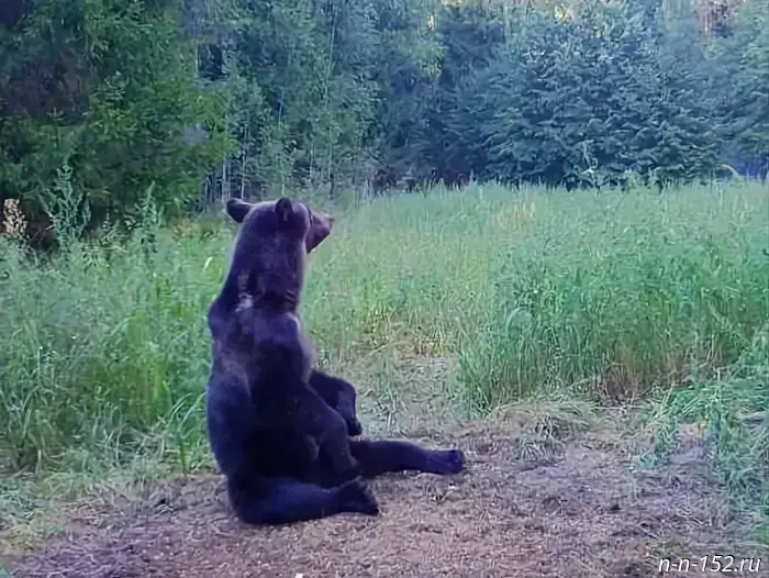 Охота на медведей в Нижегородской области начинается 1 августа.