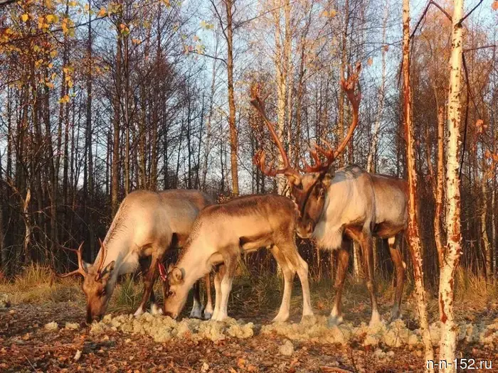 Over the past four years, tourist traffic to the Kerzhensky Nature Reserve has increased by 2.1 times.