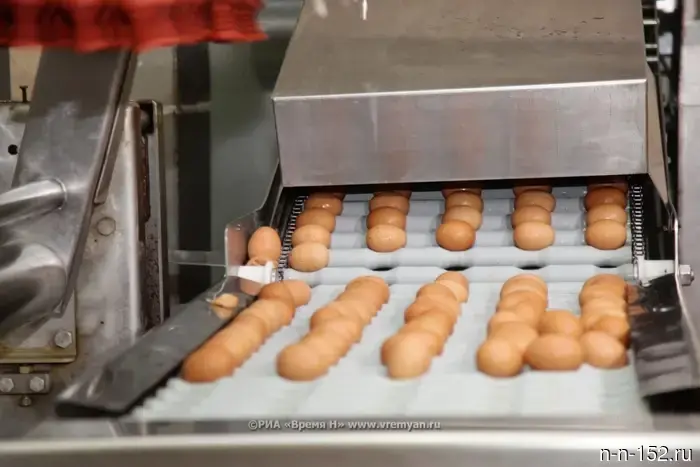 Nizhny Novgorod region entered the TOP-5 regions of the Volga Federal District in egg and milk production.