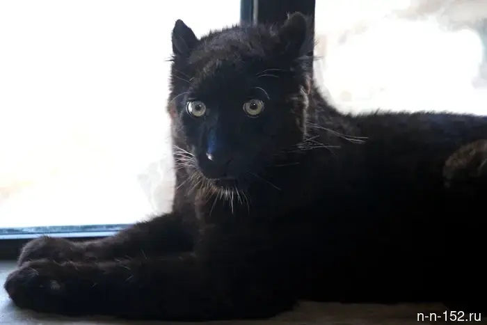 The Far Eastern leopard and the white-faced saki have moved to the Nizhny Novgorod "Limpopo".