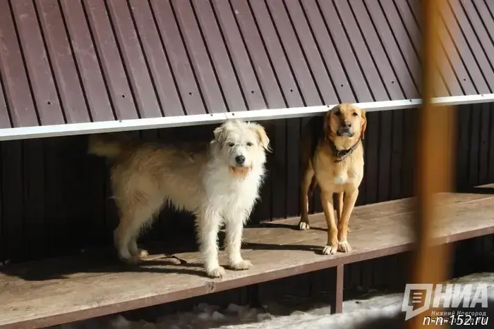 In Nizhny Novgorod, doghouses were placed by a sandbox — animal rights activists oppose it