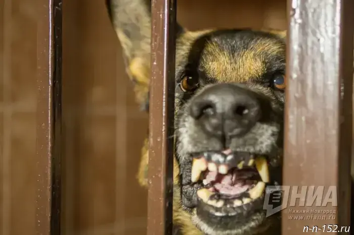 A woman from Nizhny Novgorod was ordered to pay 30,000 rubles for a dog attack.