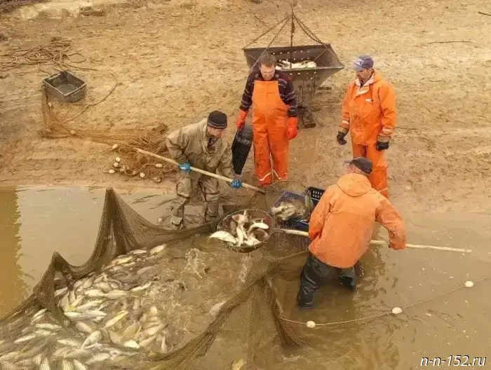 The volume of commercial fish production has increased in the Nizhny Novgorod region.