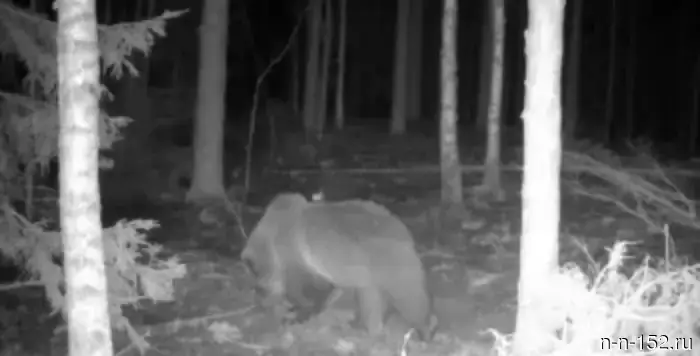 Wildlife observation