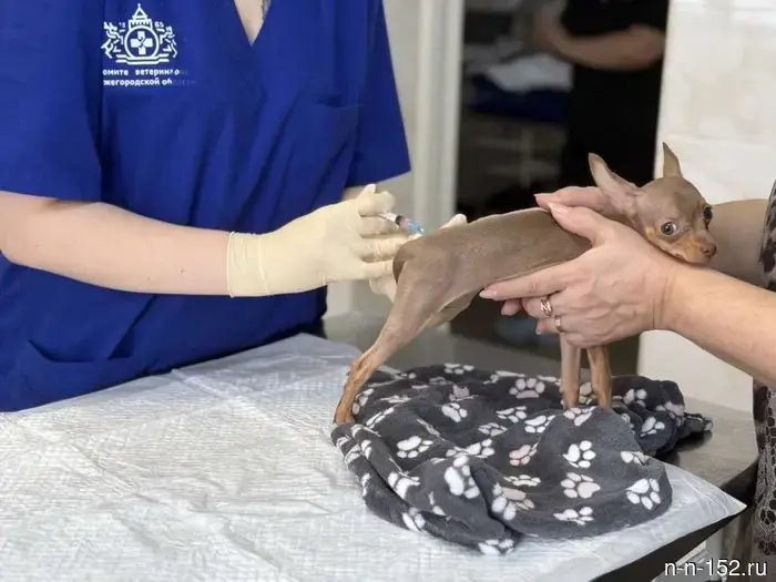 Нижегородцам предоставили информацию о местах, где можно бесплатно вакцинировать животных от бешенства.