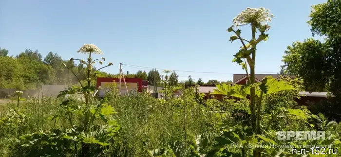 Artificial intelligence is planned to be used in the fight against Sosnowski's hogweed in the Nizhny Novgorod region.
