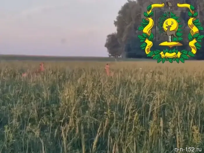 В Нижегородской области были замечены сибирские косули: видео.