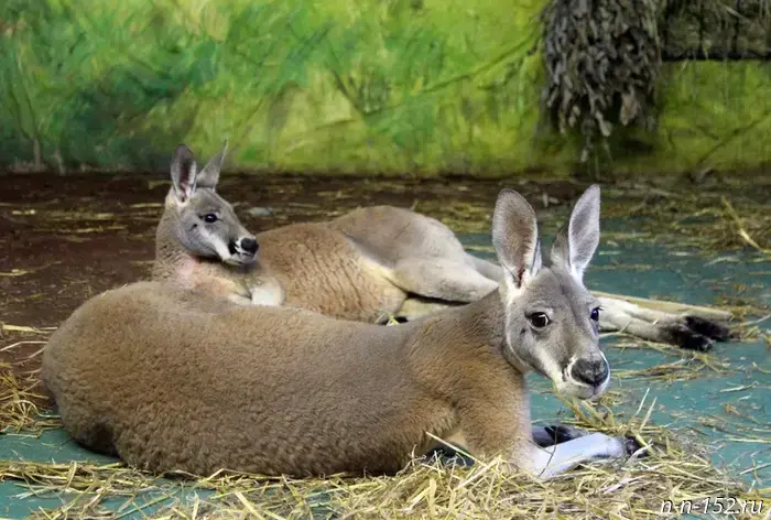 В нижегородском зоопарке обосновались самые крупные кенгуру в мире.