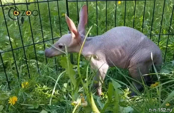 The Nizhny Novgorod Zoo "Limpopo" showcased the first walk of a baby aardvark.
