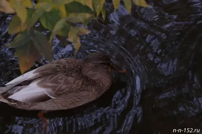 The hunting season for game birds in the Nizhny Novgorod Region begins on August 16.