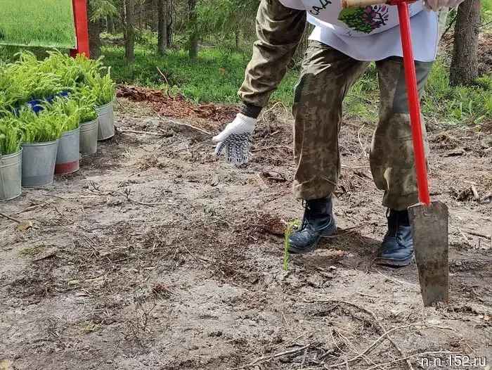 В Нижегородской области в рамках акции «Сад памяти» было высажено более 460 тысяч деревьев.