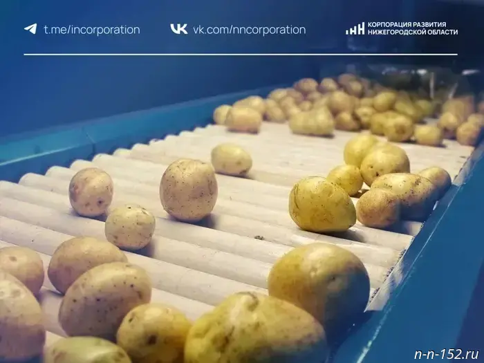 They want to create a plant for the production of potato flakes in the Nizhny Novgorod Region.