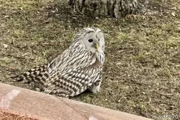 Служащие правительства Нижнего Новгорода помогли сове с поврежденным крылом.