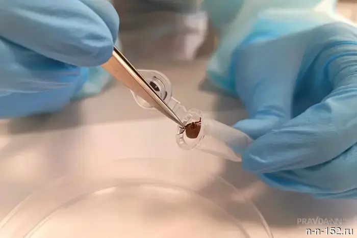 148 жителей Нижнего Новгорода стали жертвами укусов клещей.