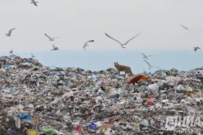 A large dump was discovered in the agricultural area of the Knyagininsky district.