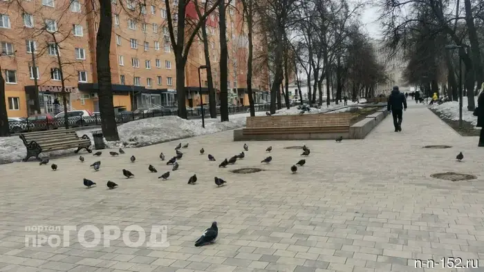 Nizhny Novgorod residents were warned about fines for feeding pigeons.