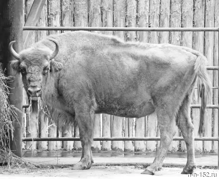 Скончалась одна из самых пожилых жительниц нижегородского зоопарка "Лимпопо".