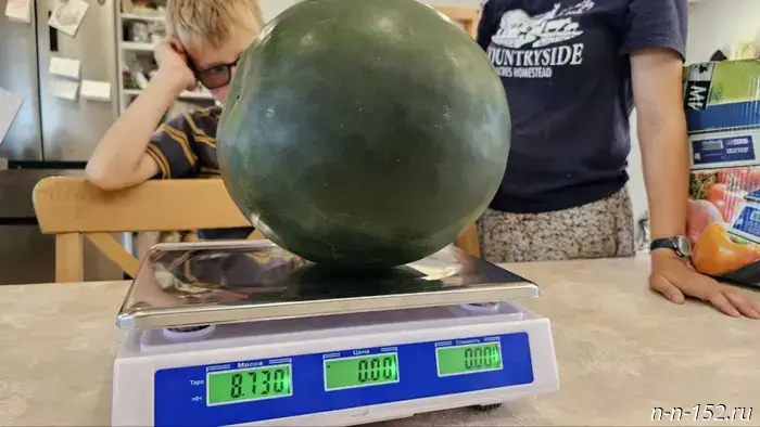 A family that moved from Canada to the Nizhny Novgorod region grew a giant watermelon.