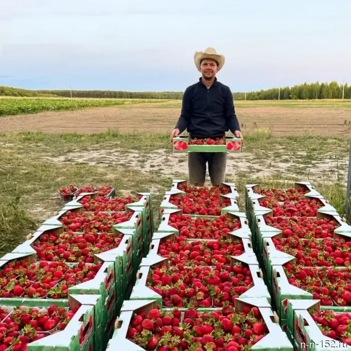 Житель Арзамаса увеличил свой бизнес по выращиванию ягод с помощью социального контракта.