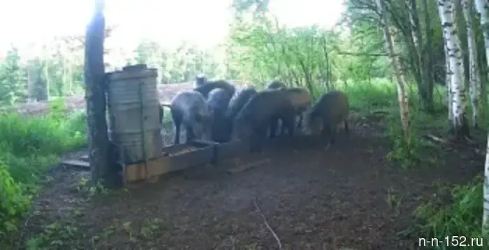 Кабаны в укрытых от людей местах
