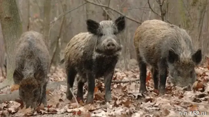 Wild boars have been roaming the village for the third year — children are afraid to go to school.