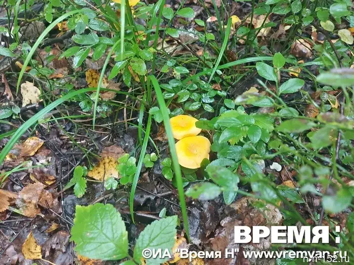 "This is tough": Vadim Bulavin went for chanterelles