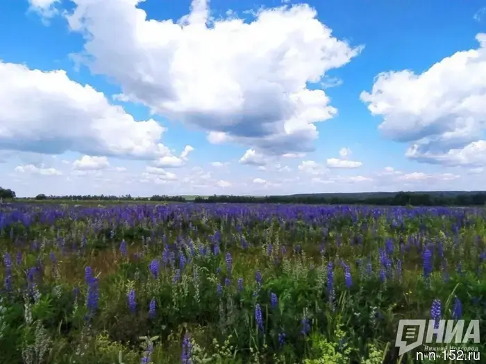 Опубликован прогноз погоды в Нижнем Новгороде на продолжительные выходные в июне.