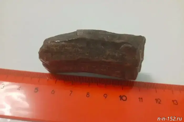 Зуб динозавра выставлен на продажу в Нижнем Новгороде за 12 миллионов: мнение эксперта.